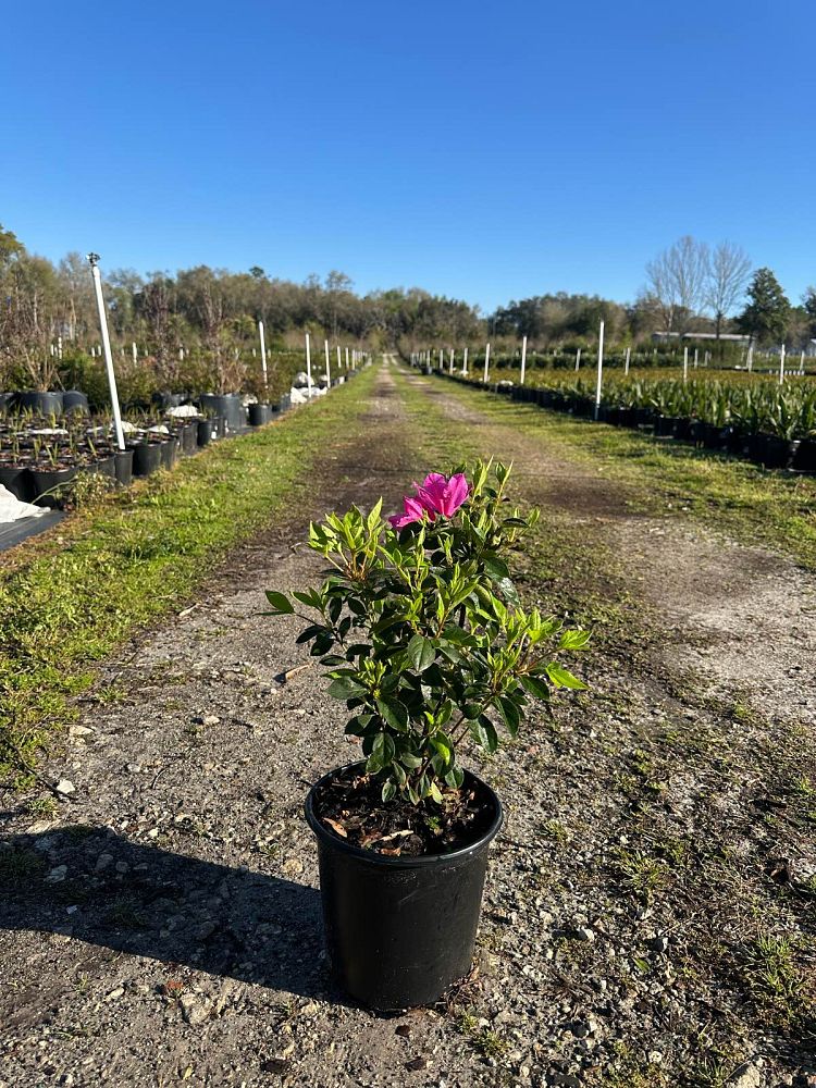 rhododendron-lavender-formosa-southern-indica-hybrid-azalea