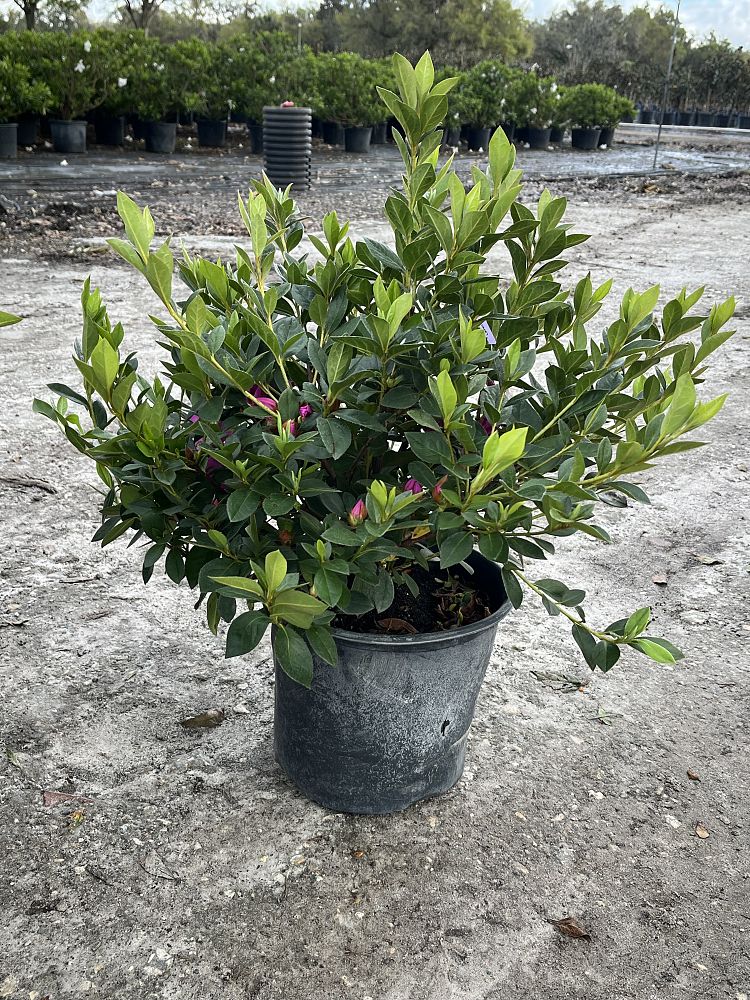 rhododendron-lavender-formosa-southern-indica-hybrid-azalea