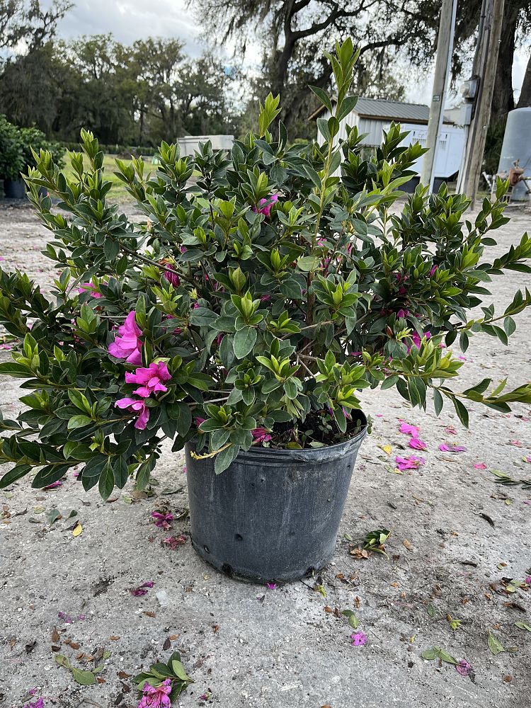 rhododendron-lavender-formosa-southern-indica-hybrid-azalea