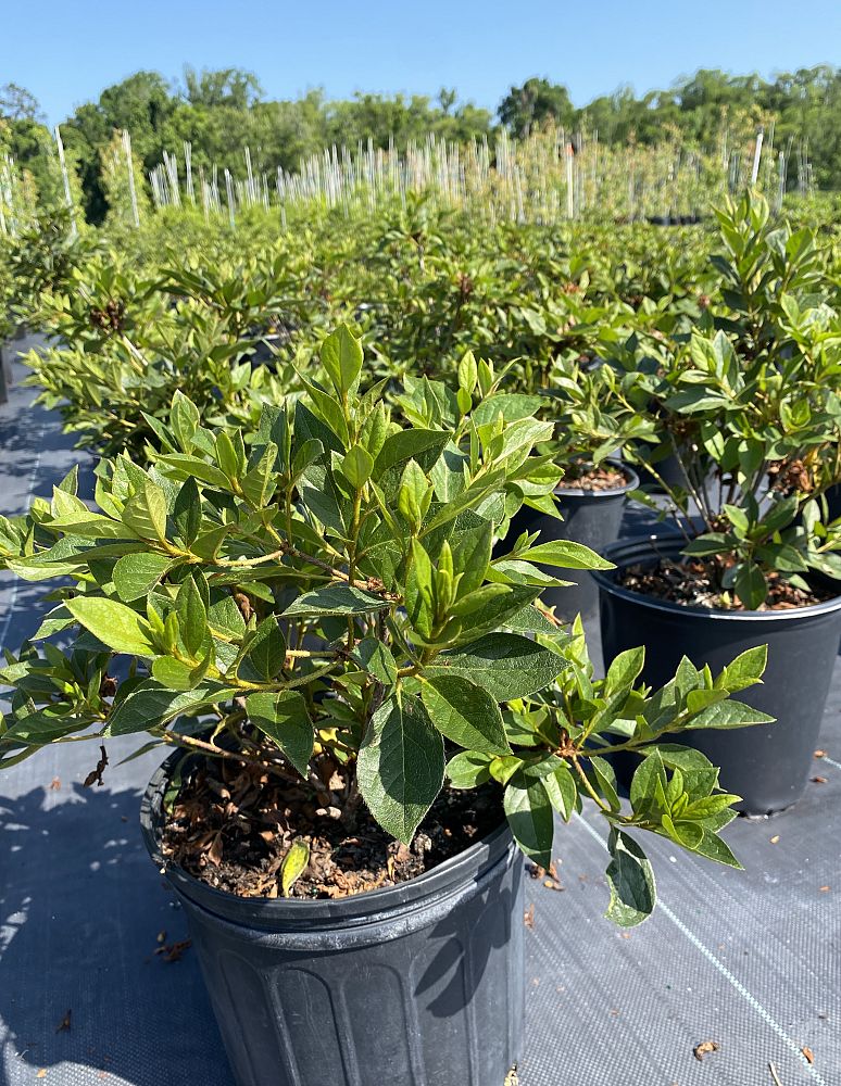 rhododendron-lavender-formosa-southern-indica-hybrid-azalea