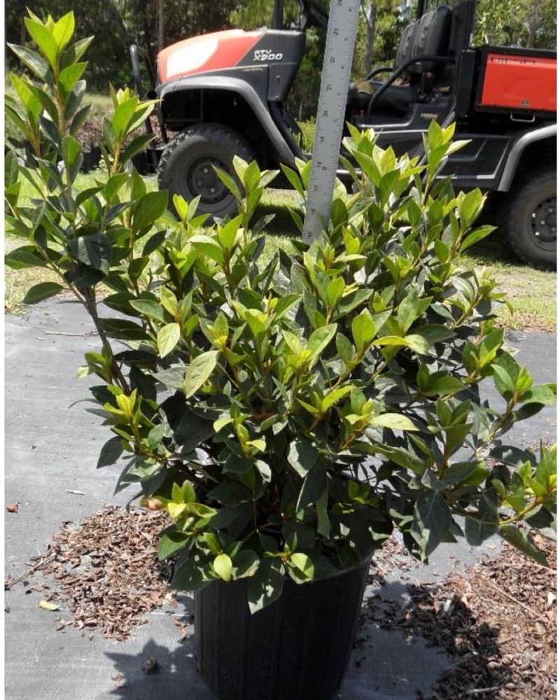 rhododendron-lavender-formosa-southern-indica-hybrid-azalea