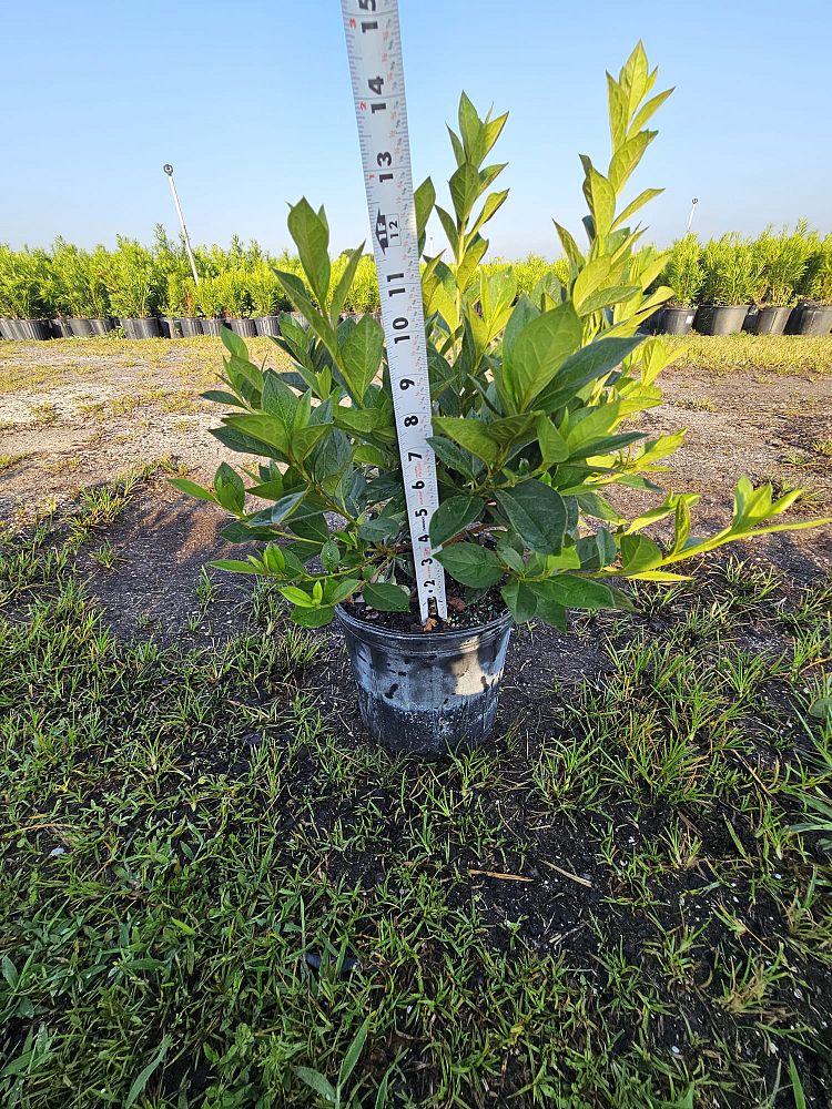 rhododendron-lavender-formosa-southern-indica-hybrid-azalea