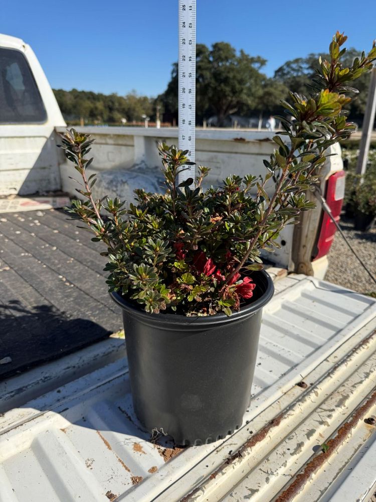 rhododendron-lazamored-azalea-red-floramore