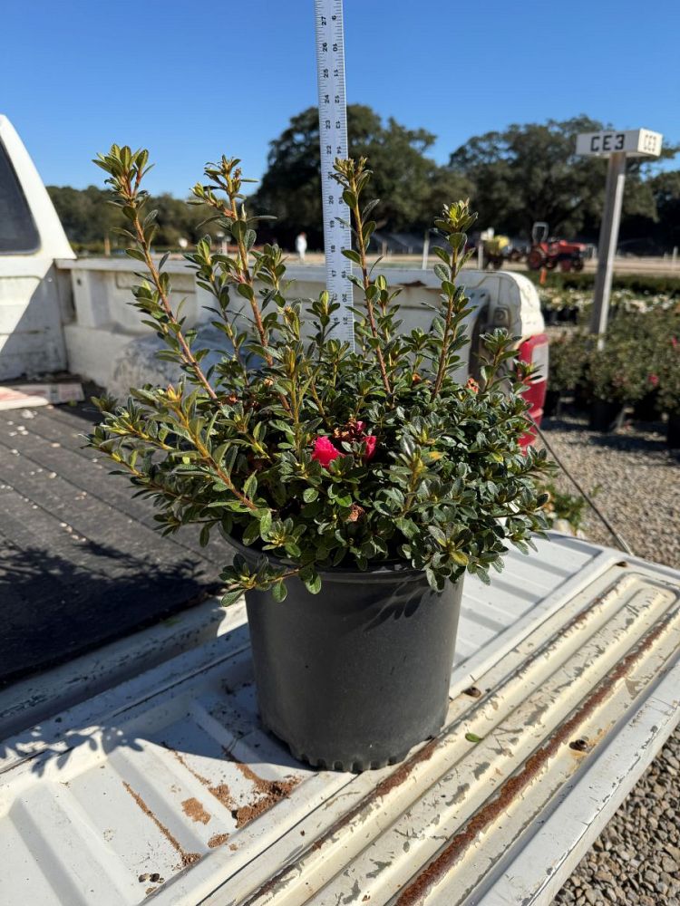 rhododendron-lazamorink-azalea-pink-floramore