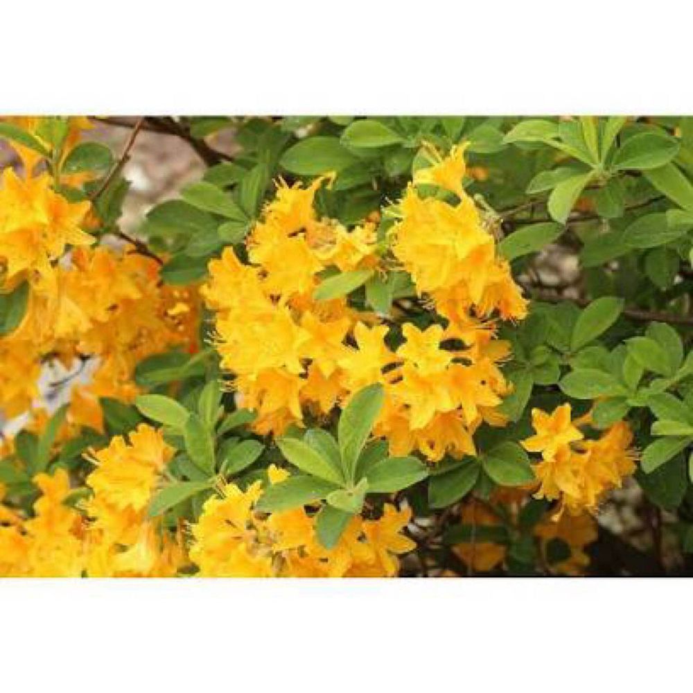 rhododendron-lemon-lights-azalea