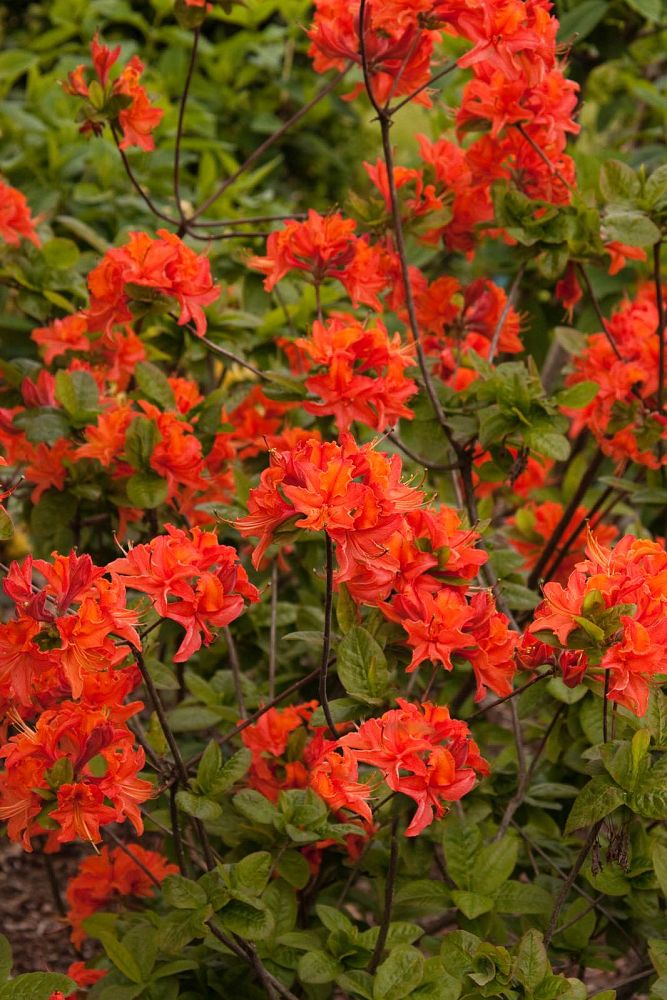 rhododendron-mandarin-lights-azalea