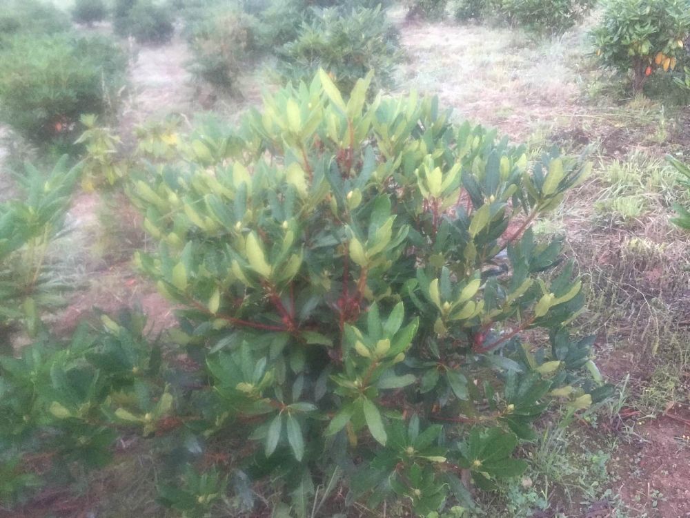 rhododendron-maximum-roseum