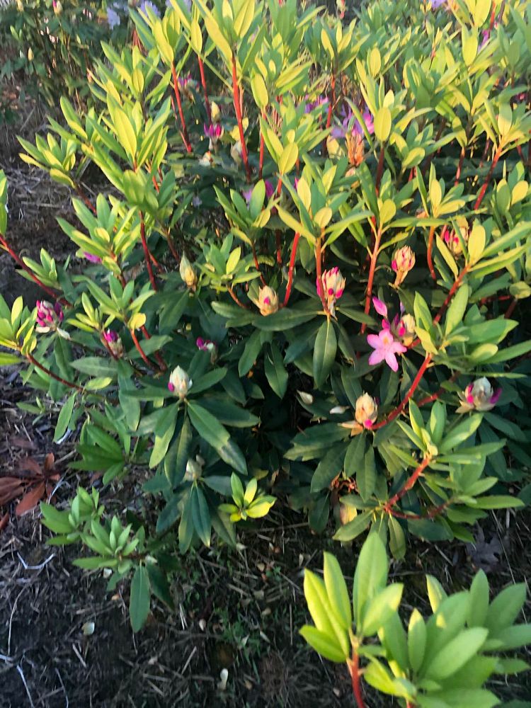 rhododendron-maximum-roseum