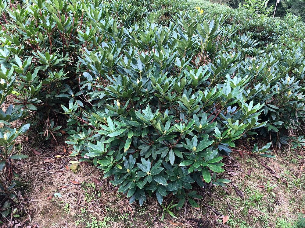 rhododendron-maximum-roseum