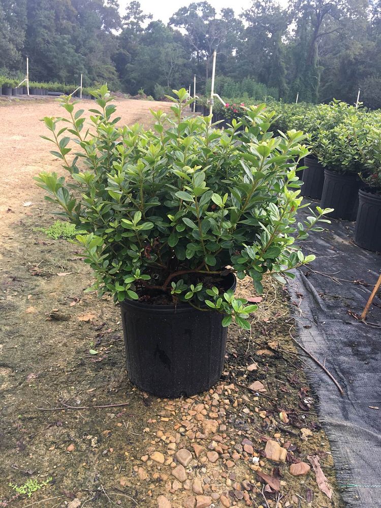 rhododendron-midnight-flare-harris-azalea
