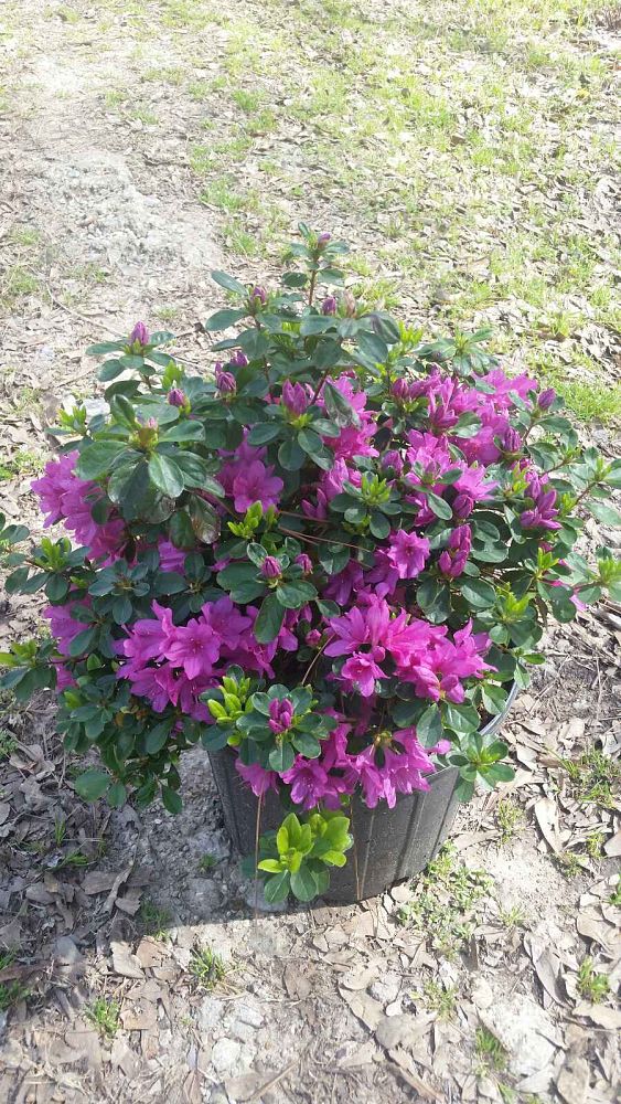 rhododendron-mildred-azalea