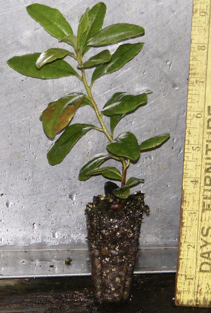 rhododendron-minus-chapmanii