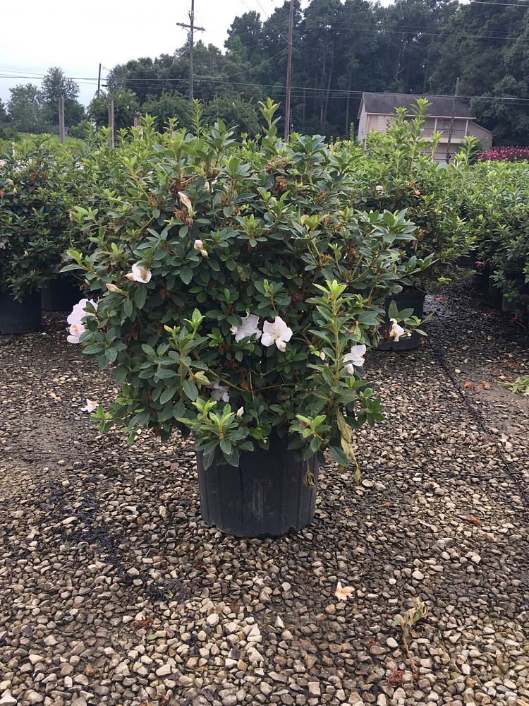 rhododendron-mootum-encore-reg-autumn-moonlight-reg-reblooming-azalea