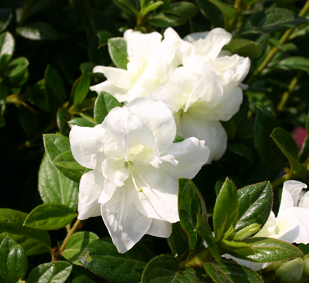 rhododendron-mootum-encore-reg-autumn-moonlight-reg-reblooming-azalea