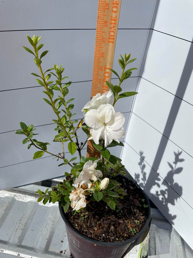 rhododendron-mootum-encore-reg-autumn-moonlight-reg-reblooming-azalea