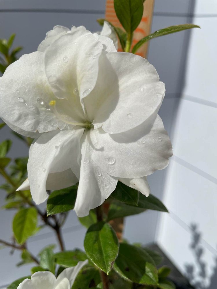 rhododendron-mootum-encore-reg-autumn-moonlight-reg-reblooming-azalea