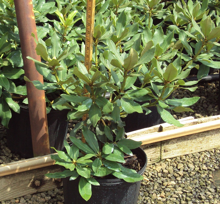 rhododendron-nova-zembla