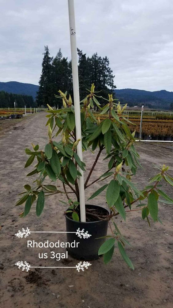rhododendron-nova-zembla