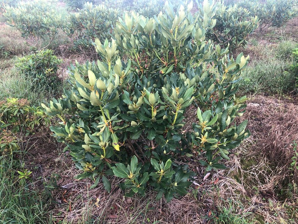 rhododendron-nova-zembla