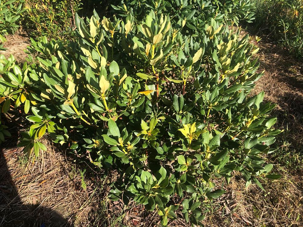 rhododendron-nova-zembla