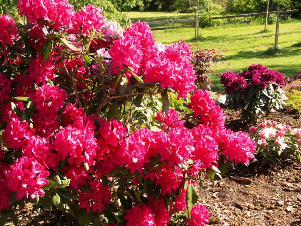 rhododendron-nova-zembla