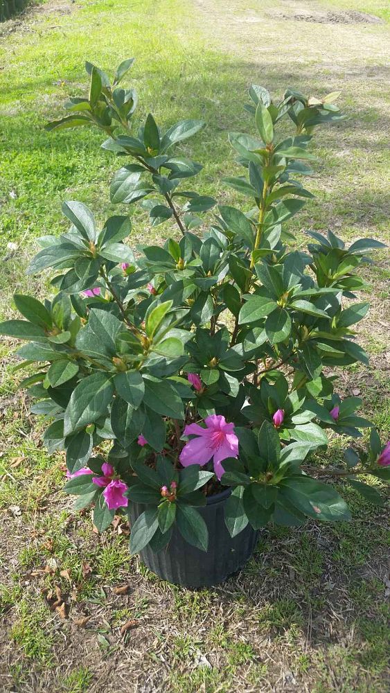 rhododendron-nuccio-s-all-glory-hybrid-azalea