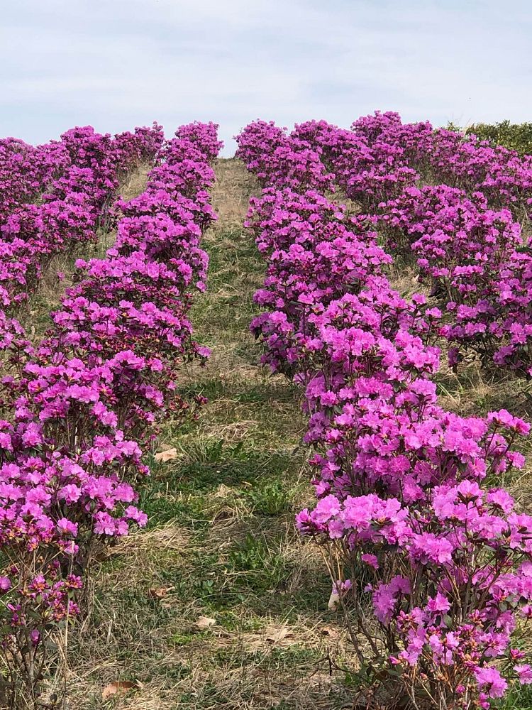 rhododendron-p-j-m
