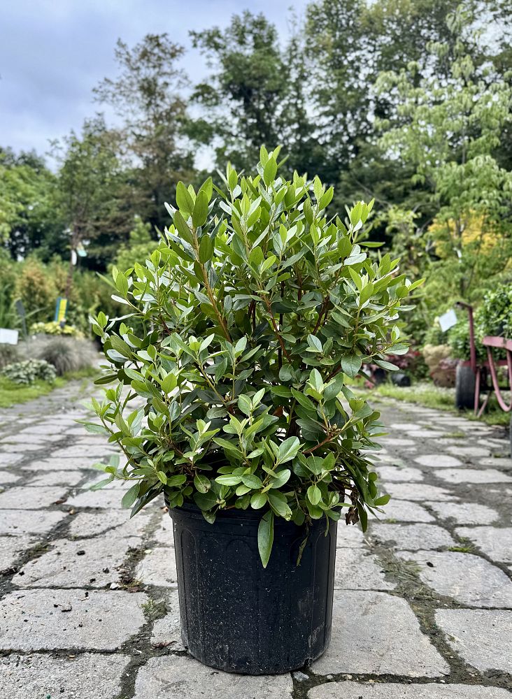 rhododendron-p-j-m