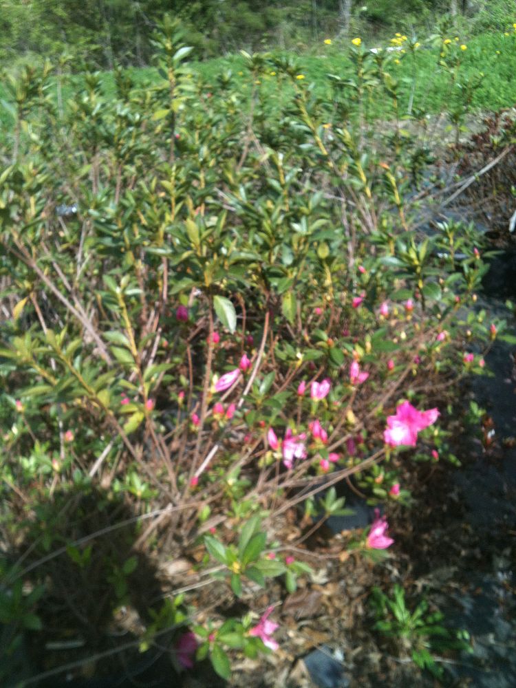 rhododendron-pink-formosa-southern-indica-hybrid-azalea