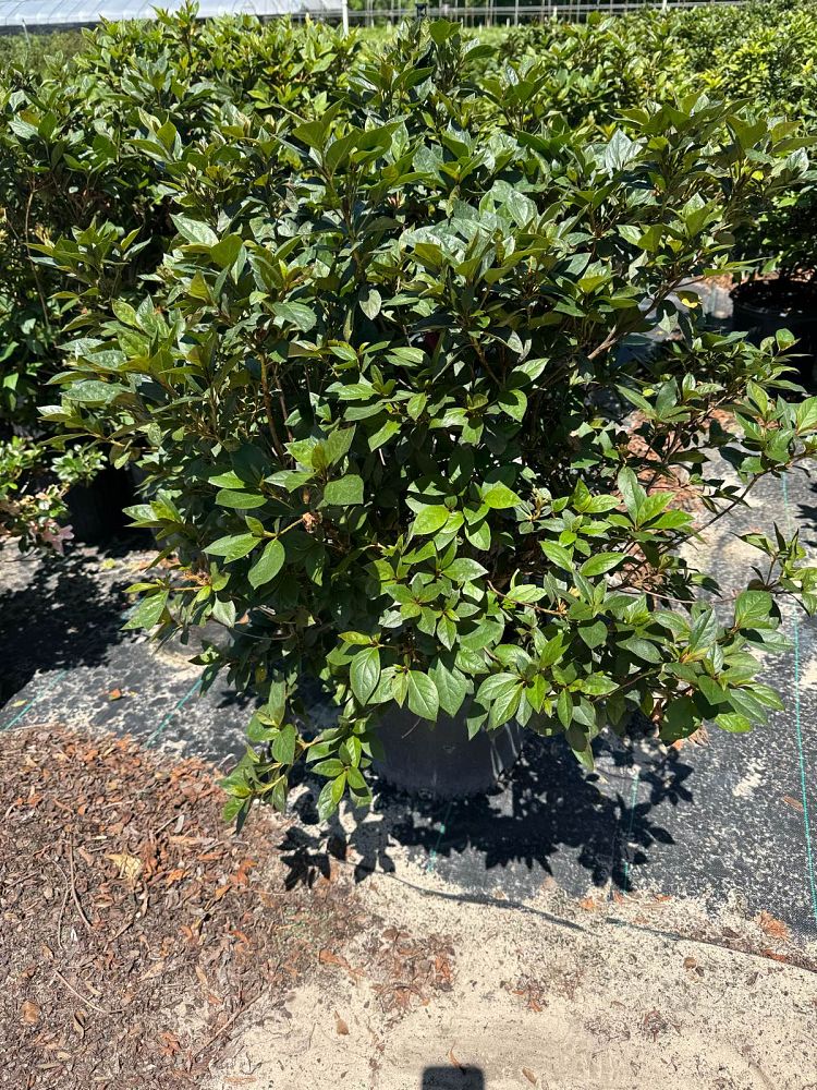 rhododendron-pink-formosa-southern-indica-hybrid-azalea
