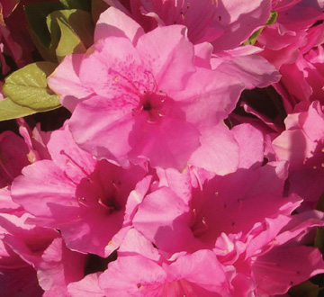 rhododendron-pink-ruffles-azalea