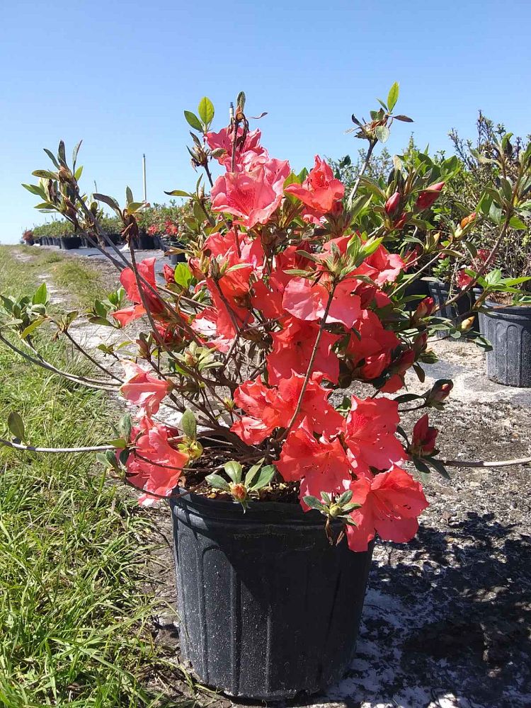 rhododendron-pink-ruffles-azalea