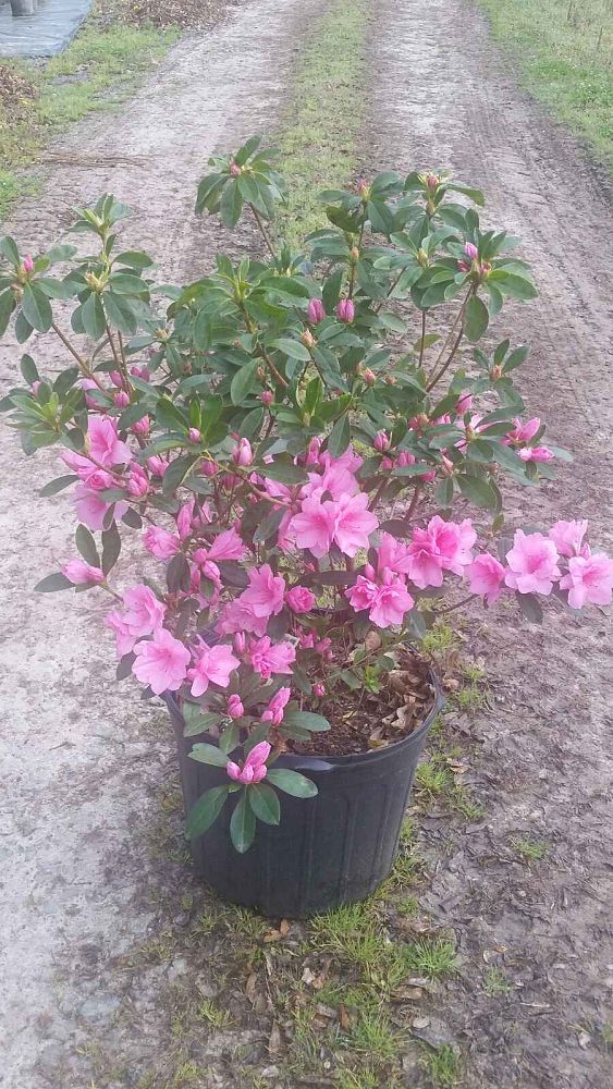rhododendron-pink-ruffles-azalea