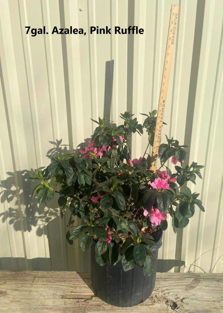 rhododendron-pink-ruffles-azalea