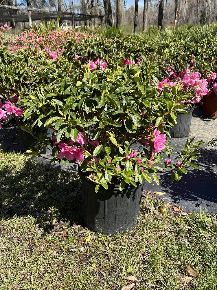rhododendron-pink-ruffles-azalea