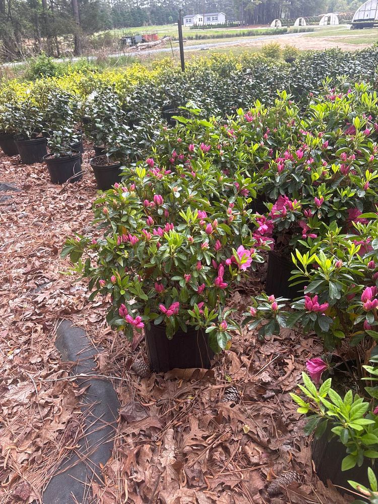 rhododendron-pink-ruffles-azalea