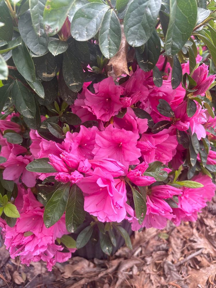 rhododendron-pink-ruffles-azalea