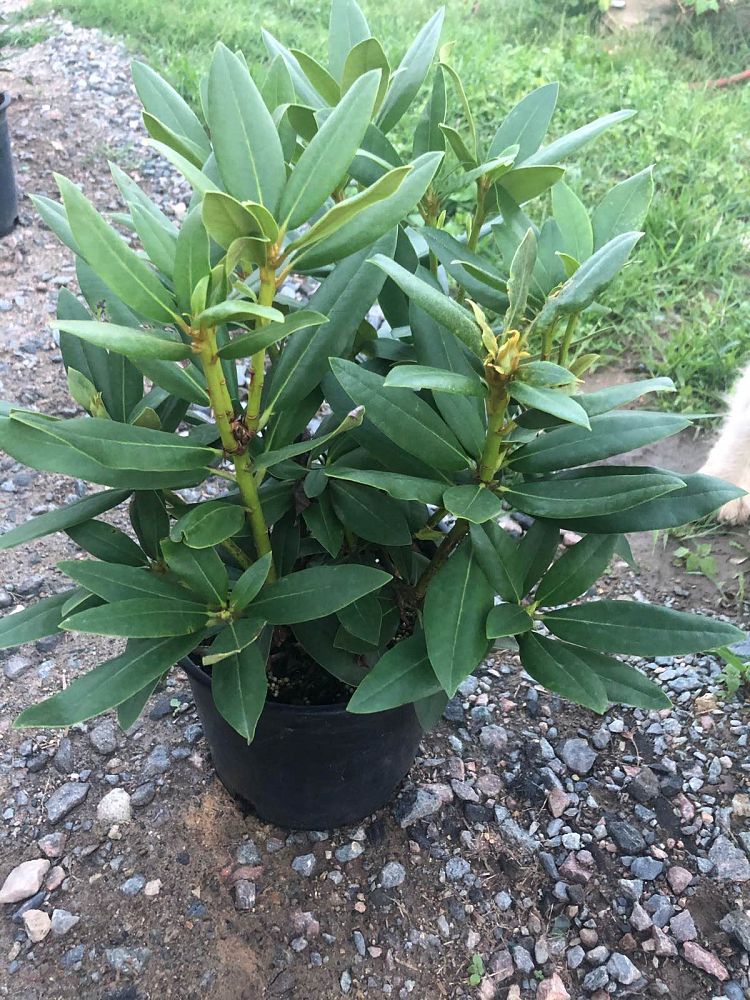 rhododendron-polarnacht