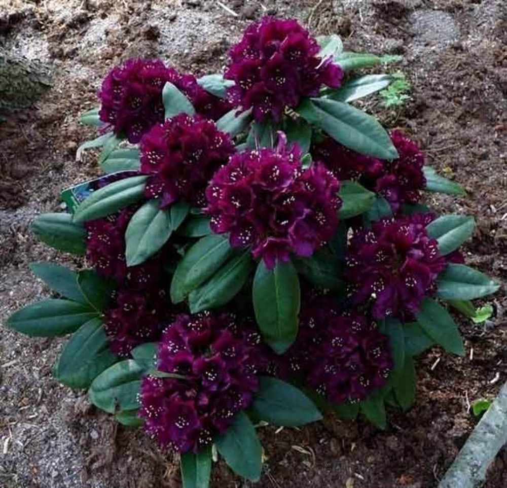 rhododendron-polarnacht