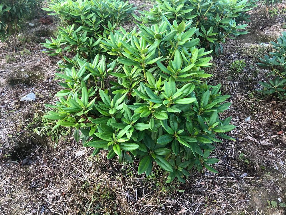 rhododendron-polarnacht
