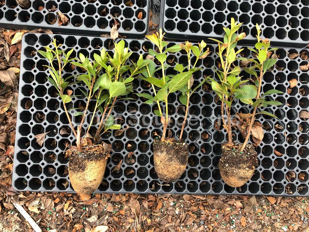 rhododendron-purple-formosa-southern-indica-hybrid-azalea