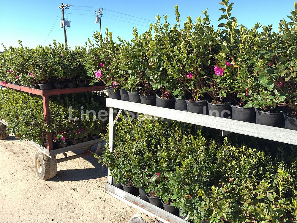 rhododendron-purple-formosa-southern-indica-hybrid-azalea