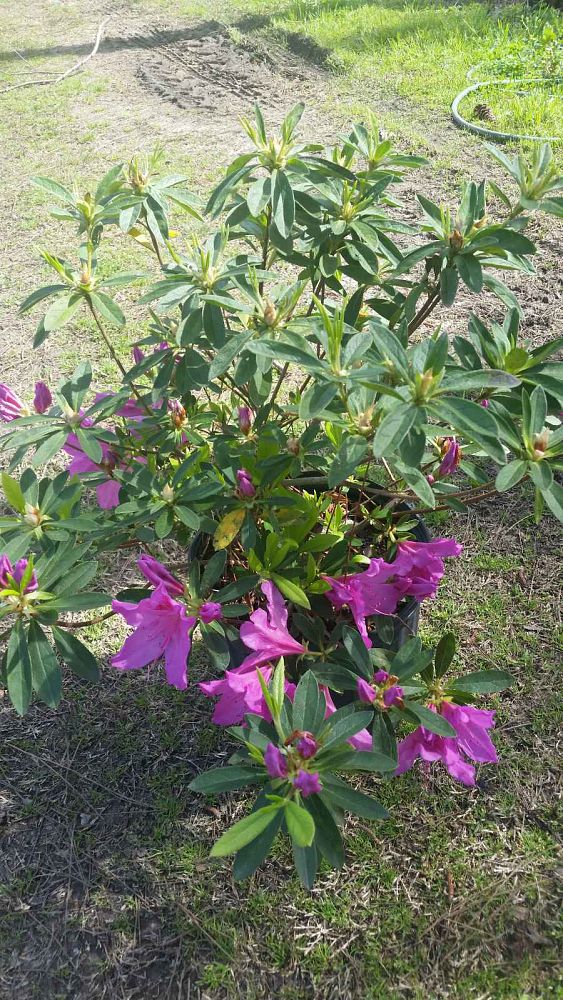 rhododendron-purple-formosa-southern-indica-hybrid-azalea
