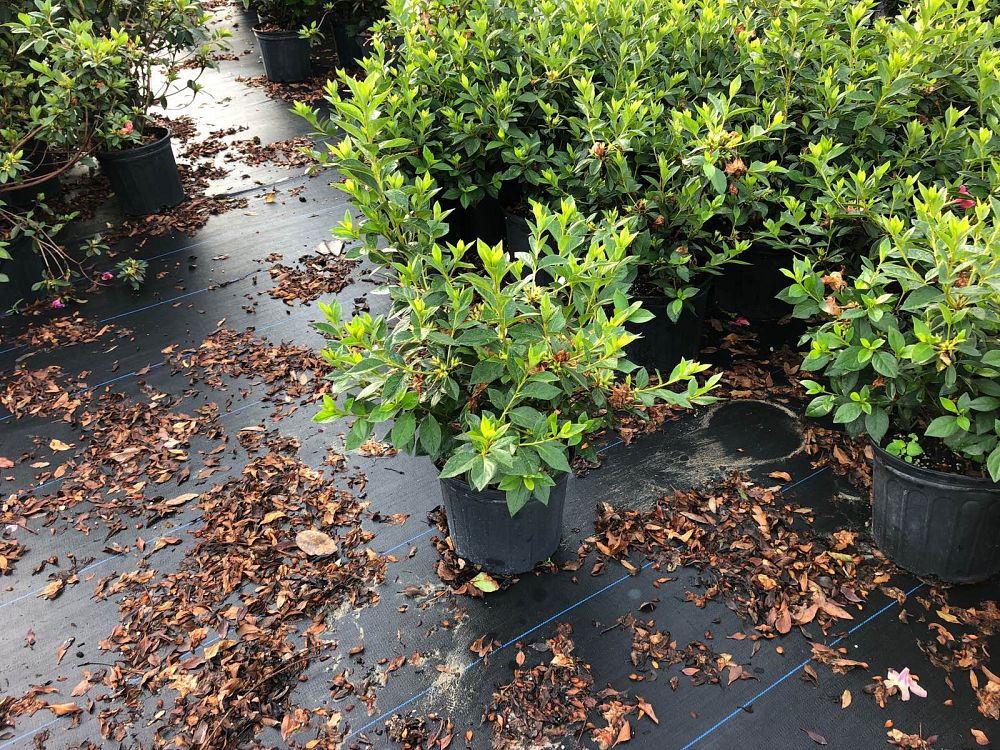 rhododendron-purple-formosa-southern-indica-hybrid-azalea