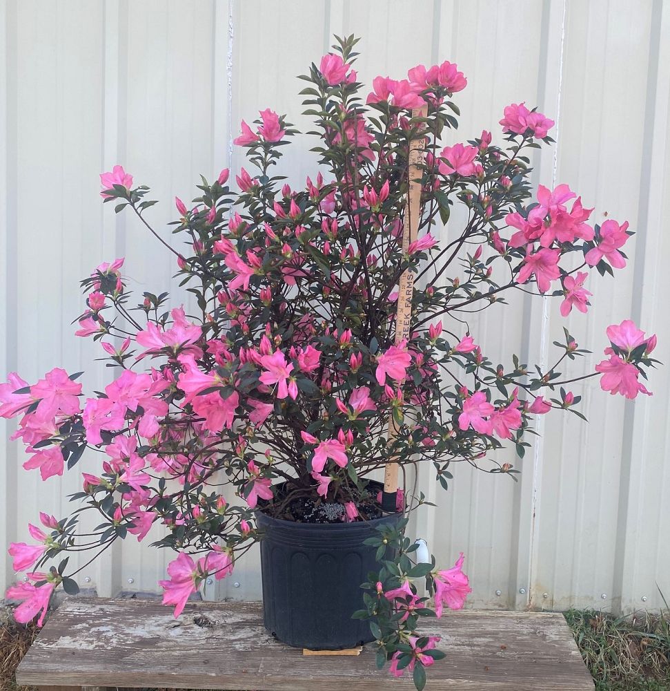 rhododendron-purple-formosa-southern-indica-hybrid-azalea