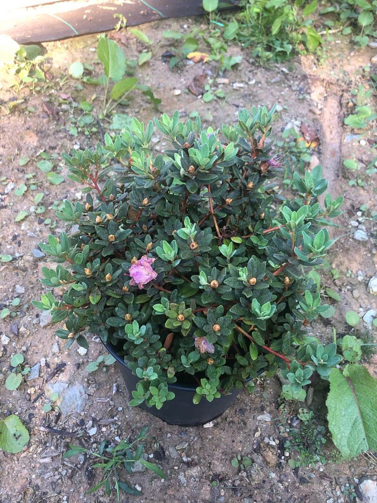 rhododendron-purple-gem