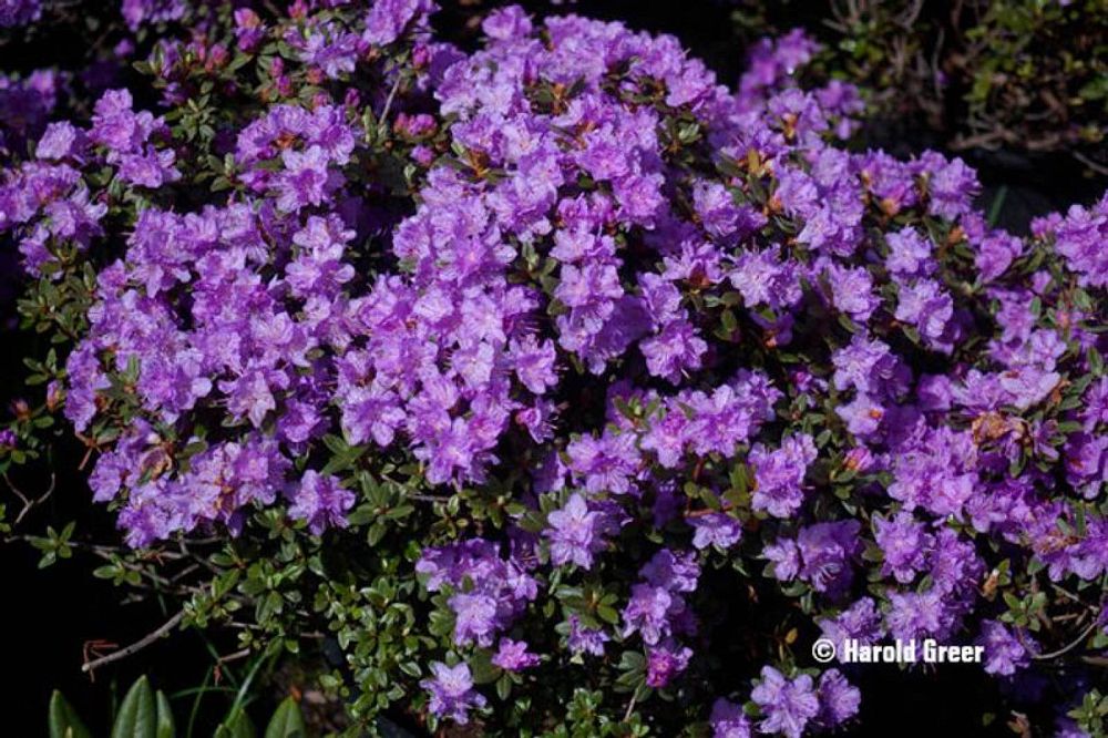 rhododendron-purple-gem