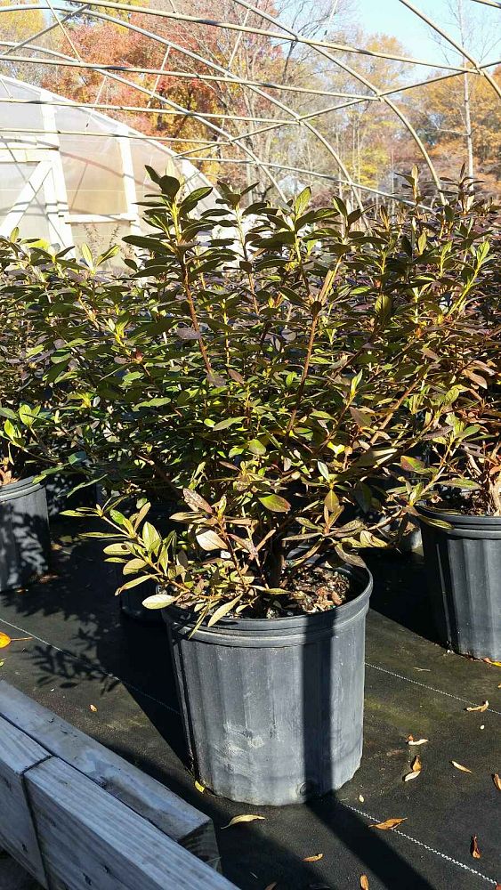rhododendron-purple-splendor