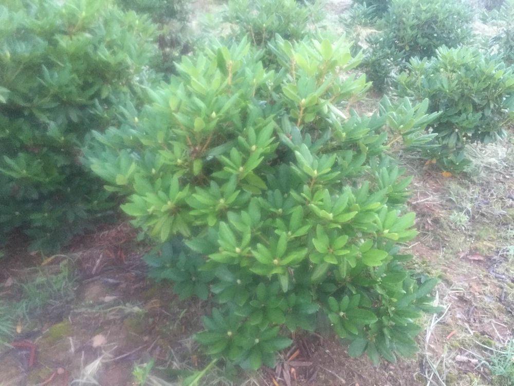 rhododendron-purpureum-elegans-azalea