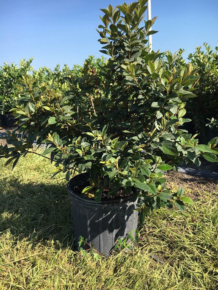 rhododendron-red-formosa-southern-indica-hybrid-azalea